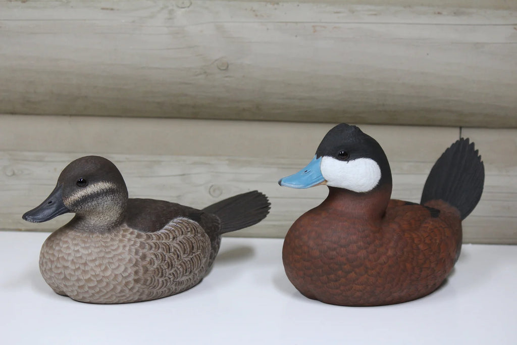 Ruddy Ducks