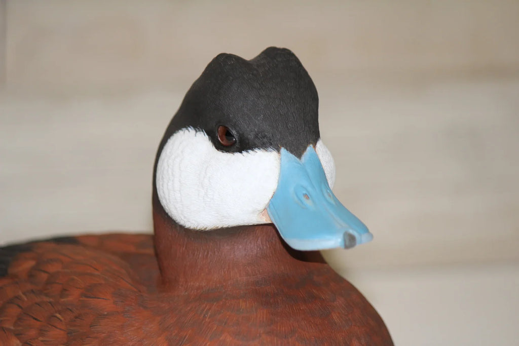 Ruddy Ducks