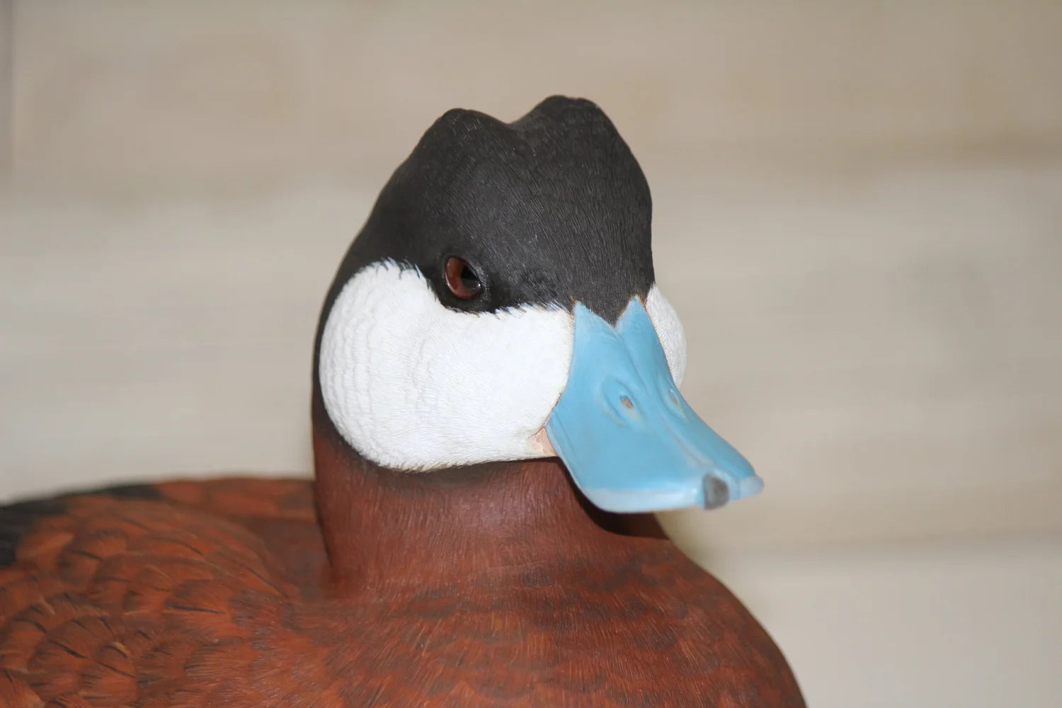 Ruddy Ducks