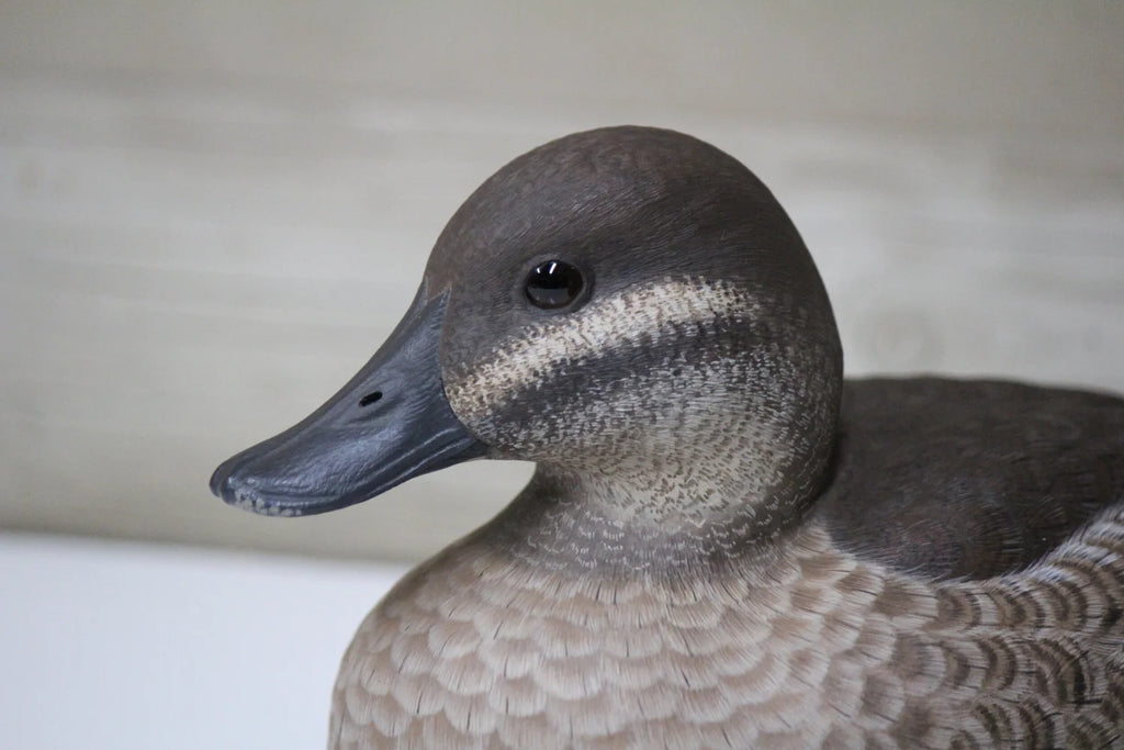 Ruddy Ducks