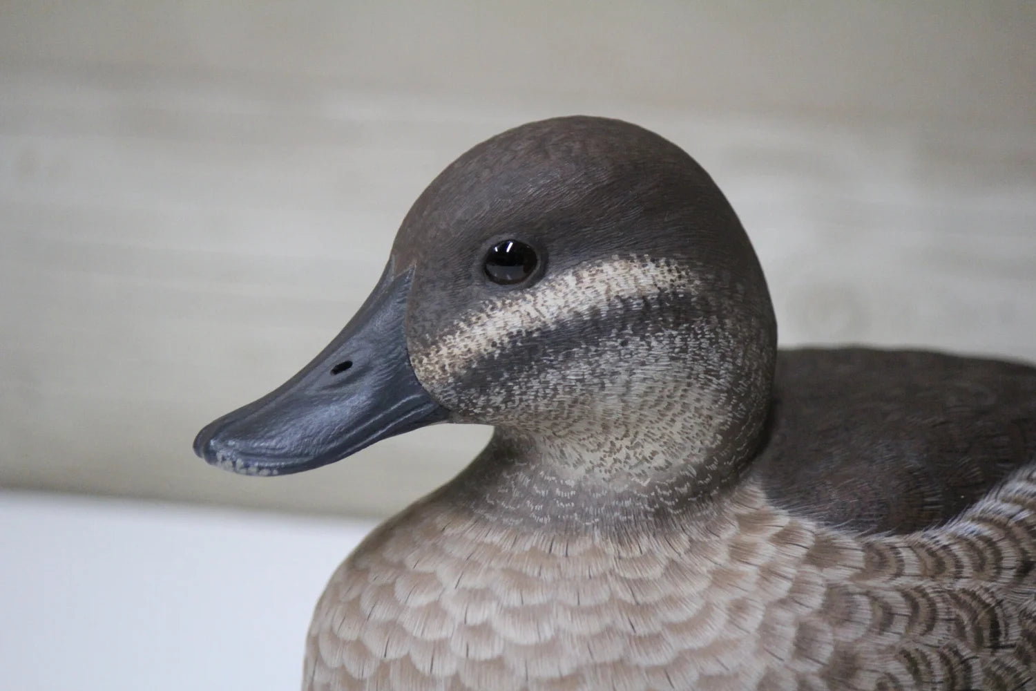 Ruddy Ducks