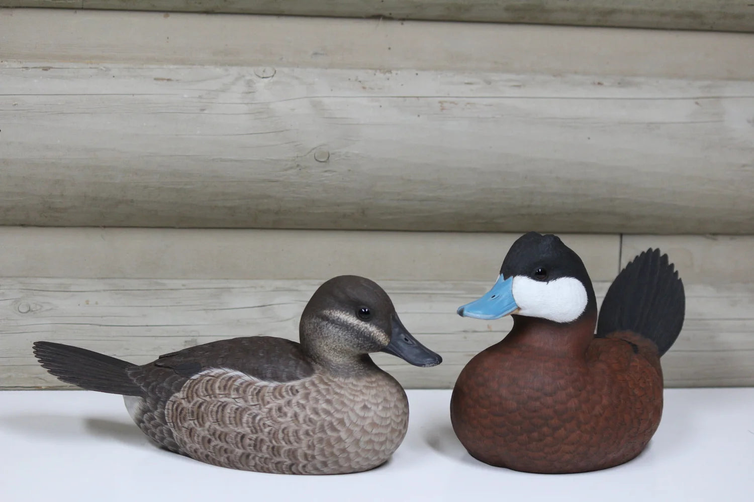 Ruddy Ducks