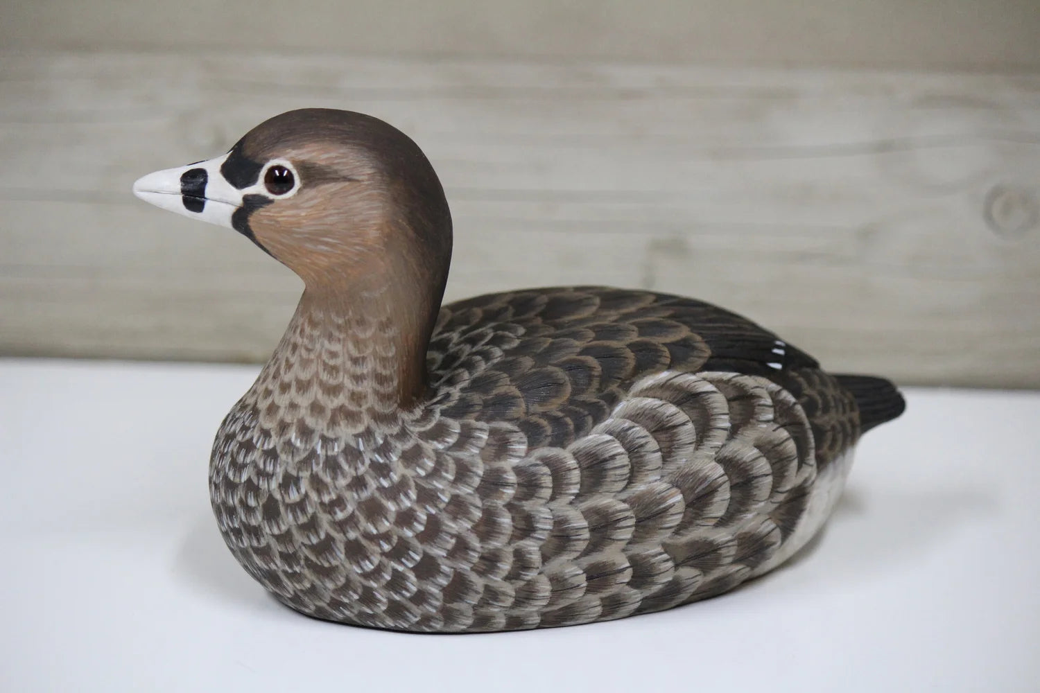 Pied-billed Grebe