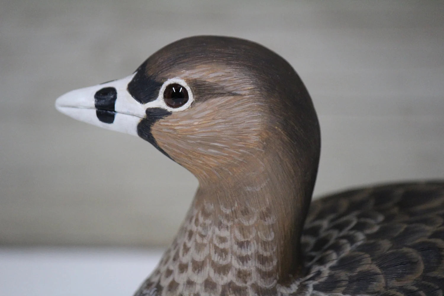 Pied-billed Grebe