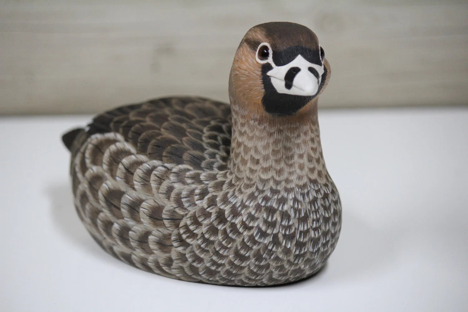 Pied-billed Grebe