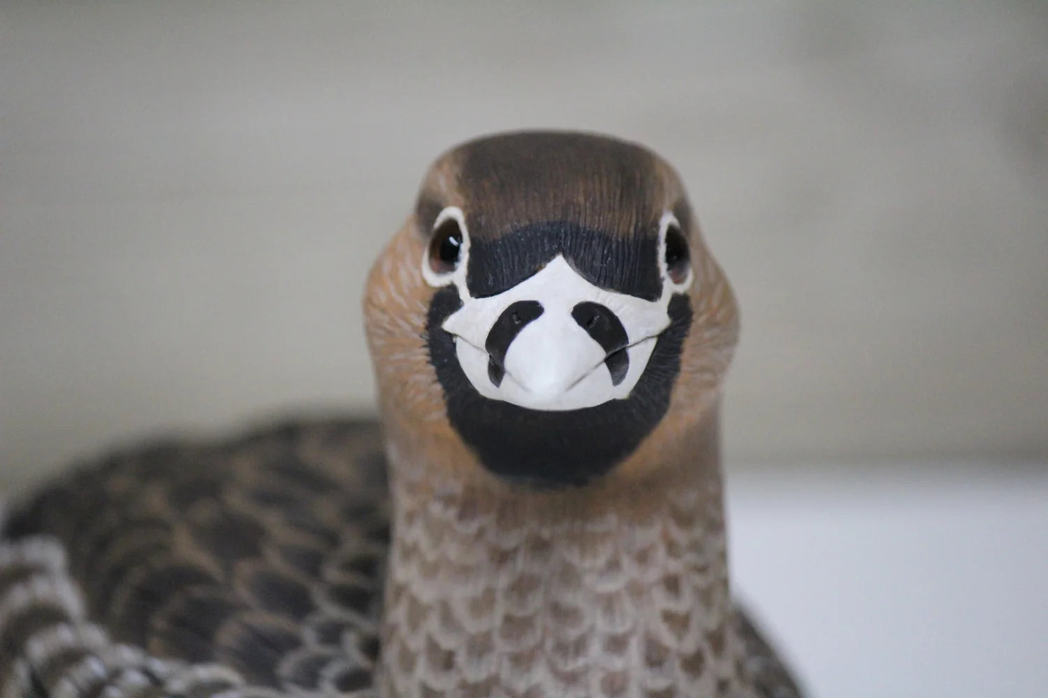 Pied-billed Grebe