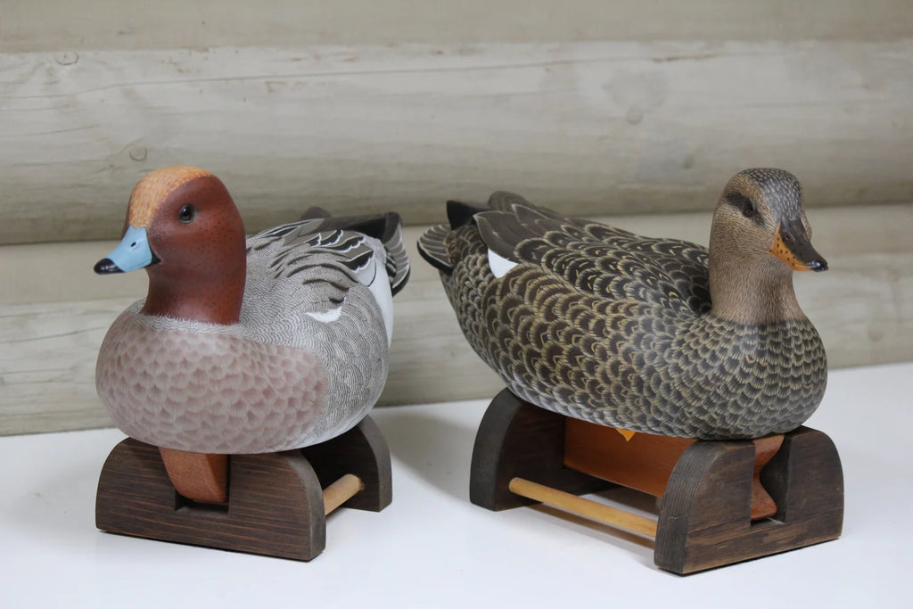 European Widgeon