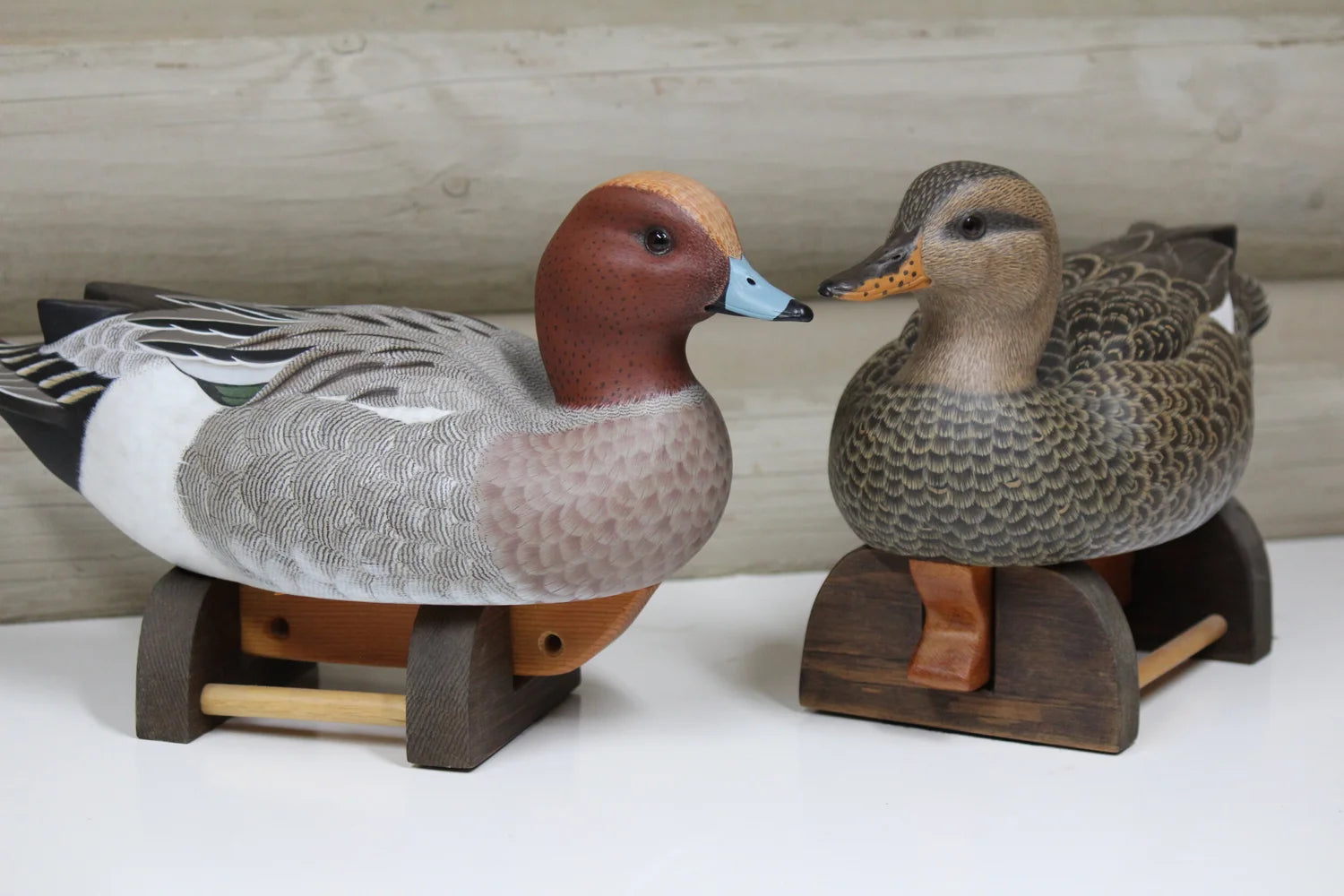 European Widgeon