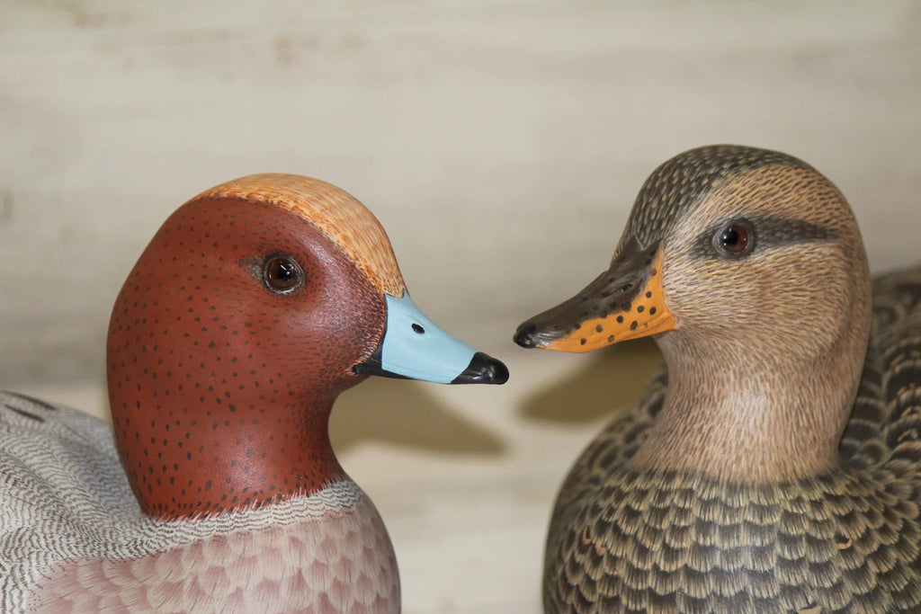 European Widgeon