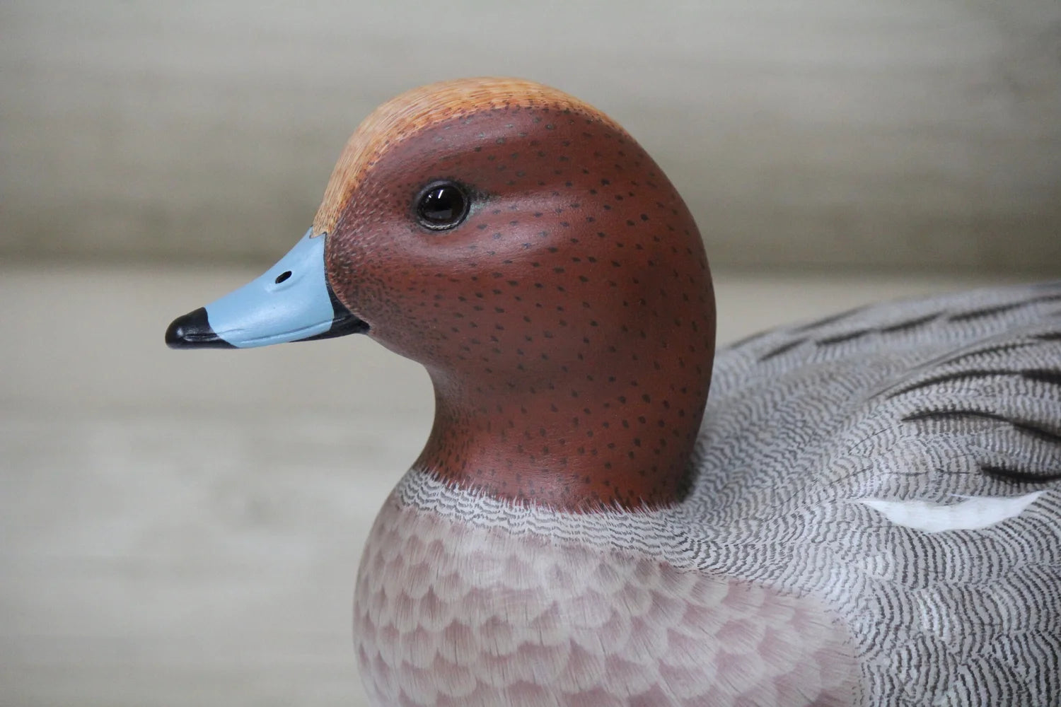 European Widgeon