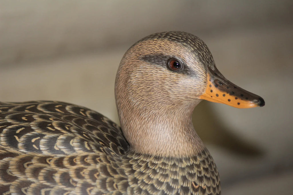 European Widgeon