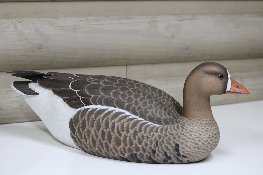 Specklebelly Goose
