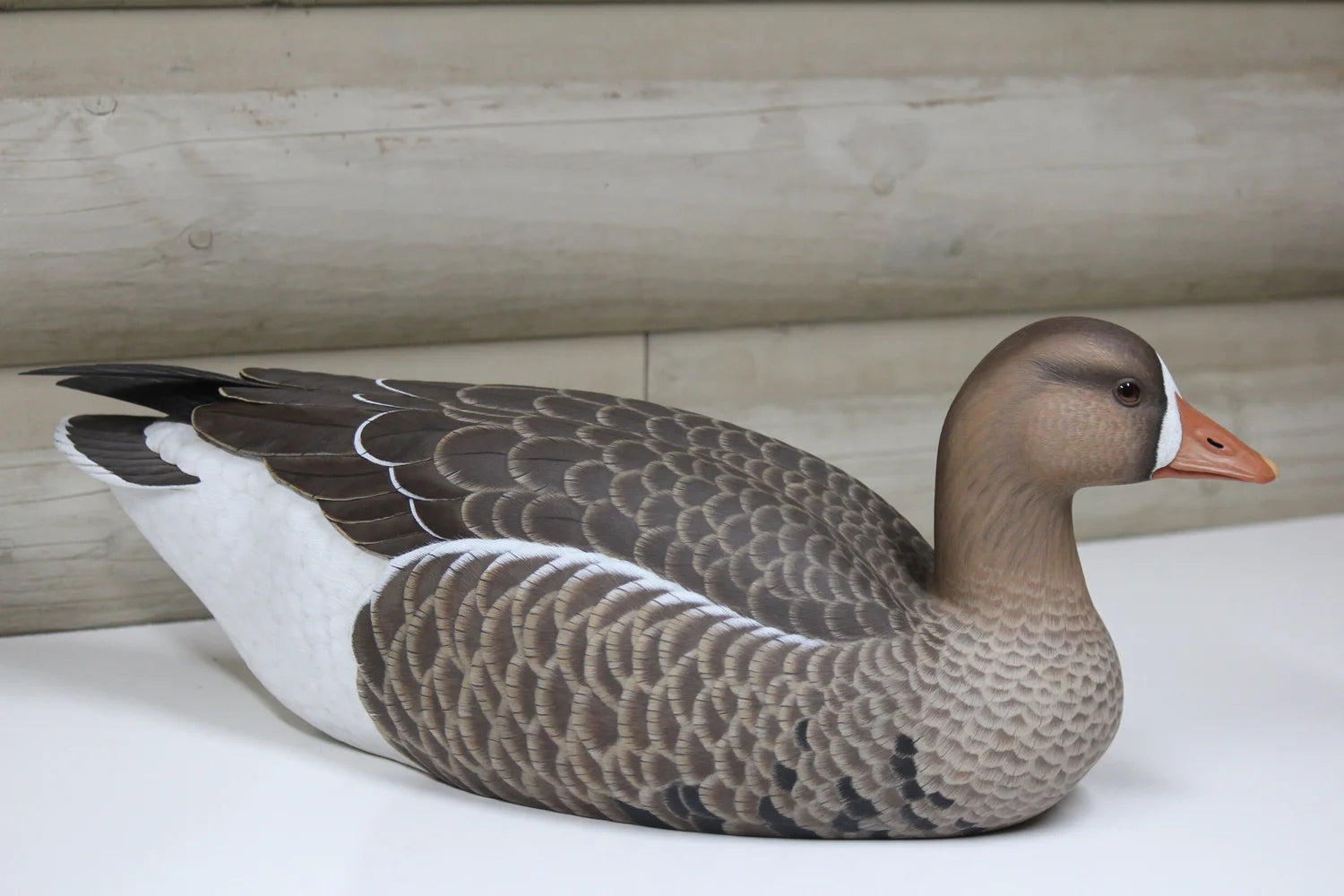 Specklebelly Goose