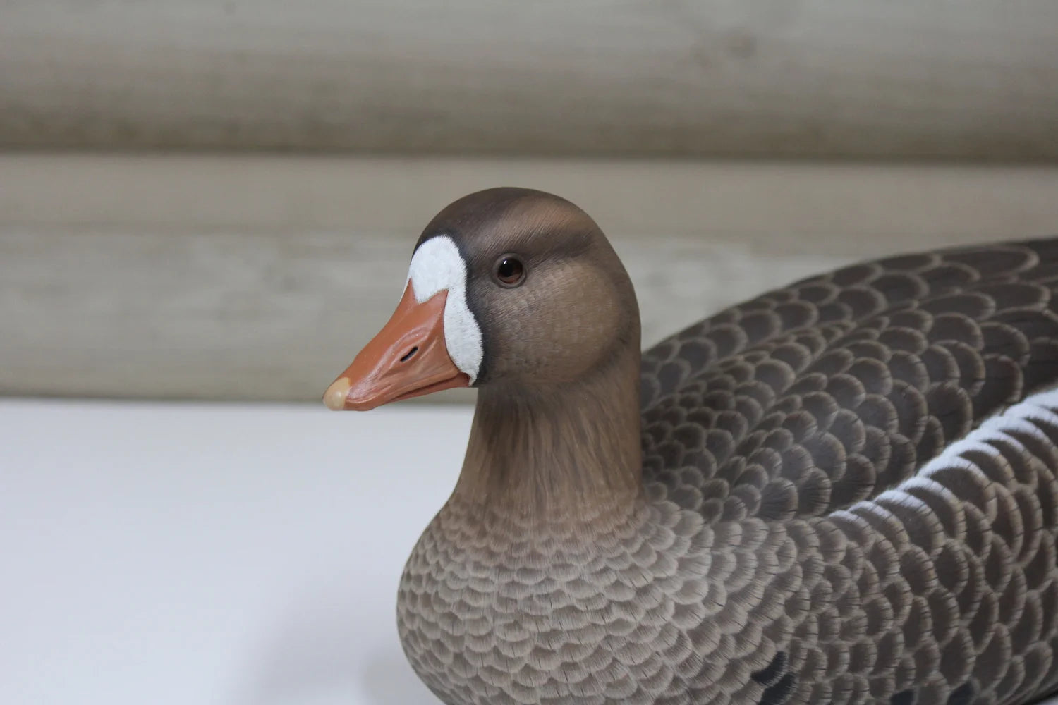 Specklebelly Goose