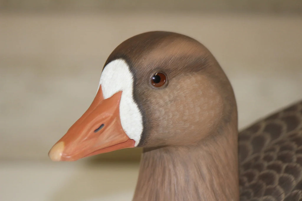 Specklebelly Goose