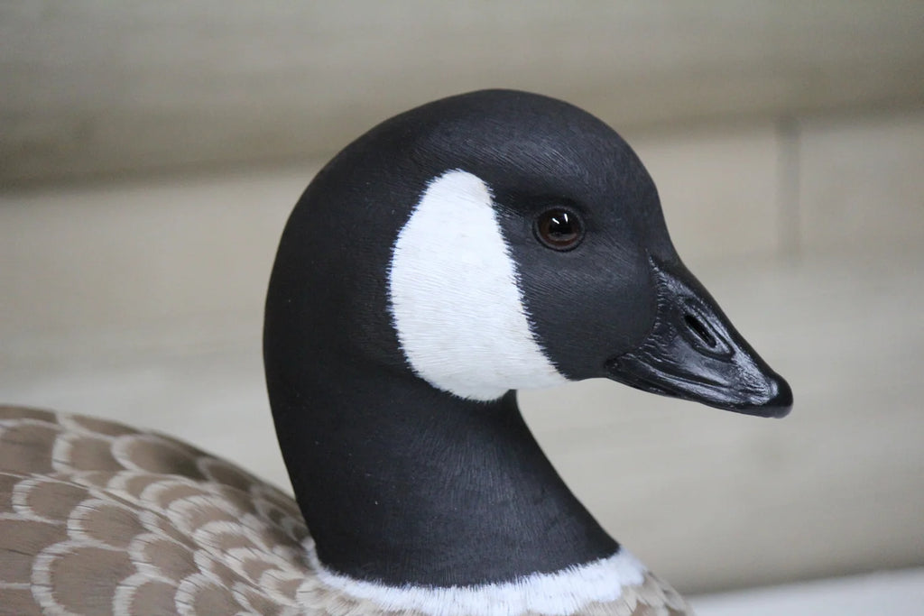 Cackling Goose