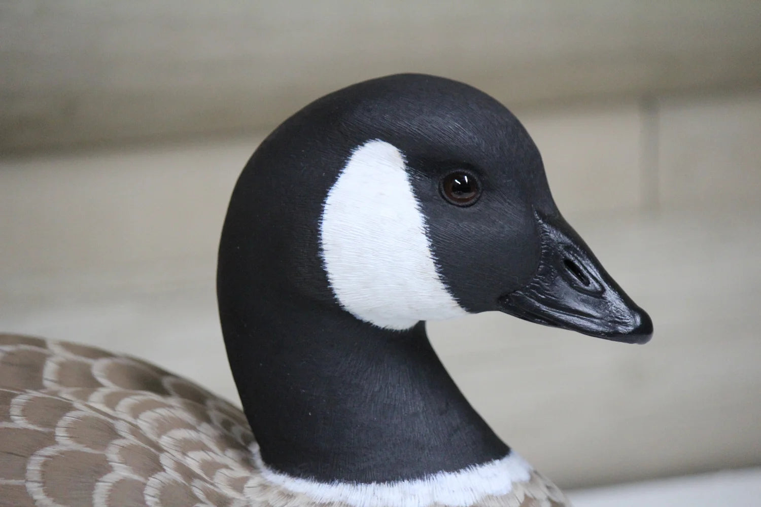 Cackling Goose