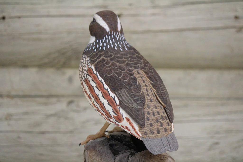 Northern Bobwhite Quail