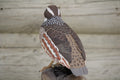 Northern Bobwhite Quail