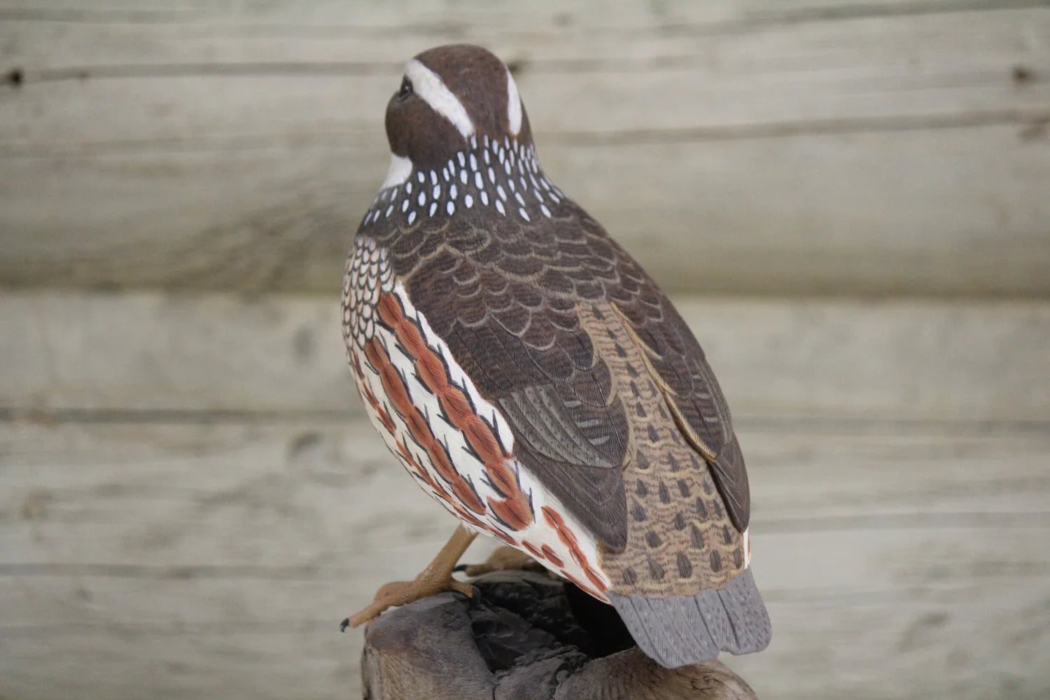 Northern Bobwhite Quail