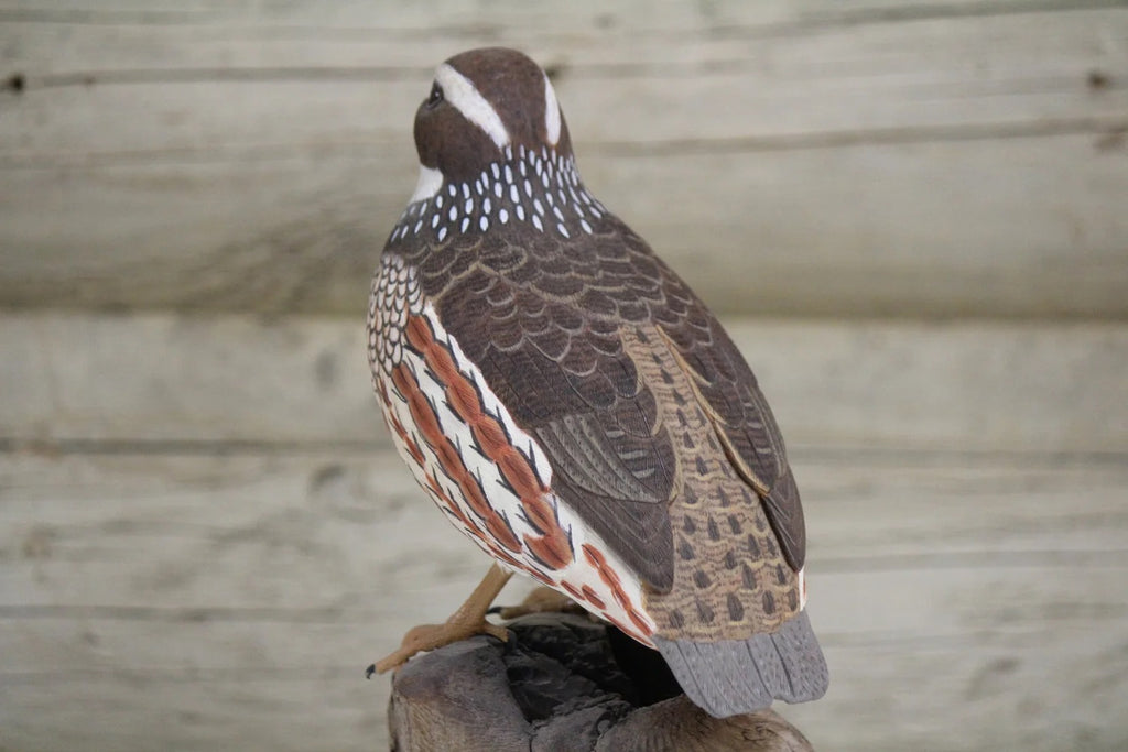 Northern Bobwhite Quail