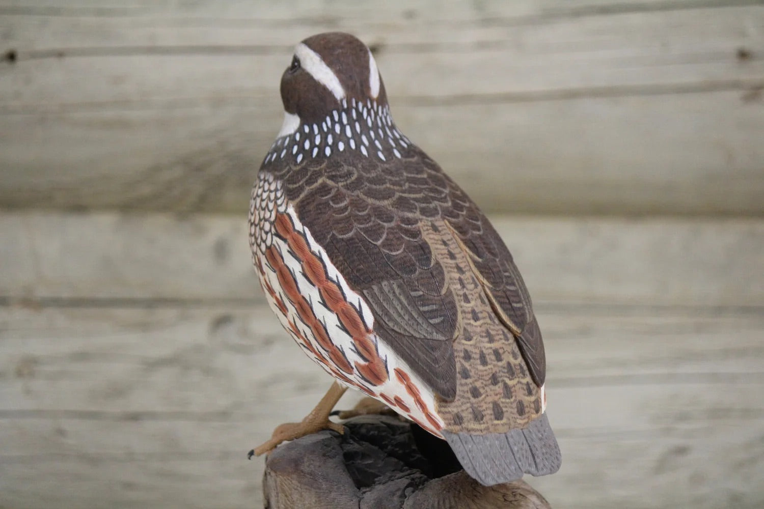 Northern Bobwhite Quail
