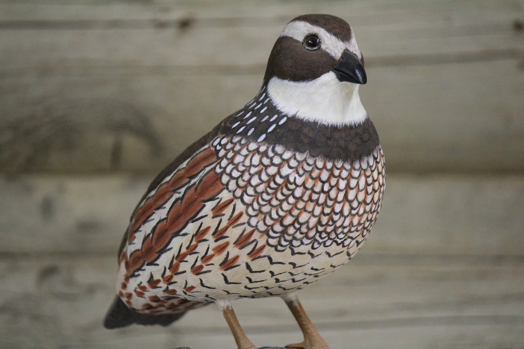 Northern Bobwhite Quail