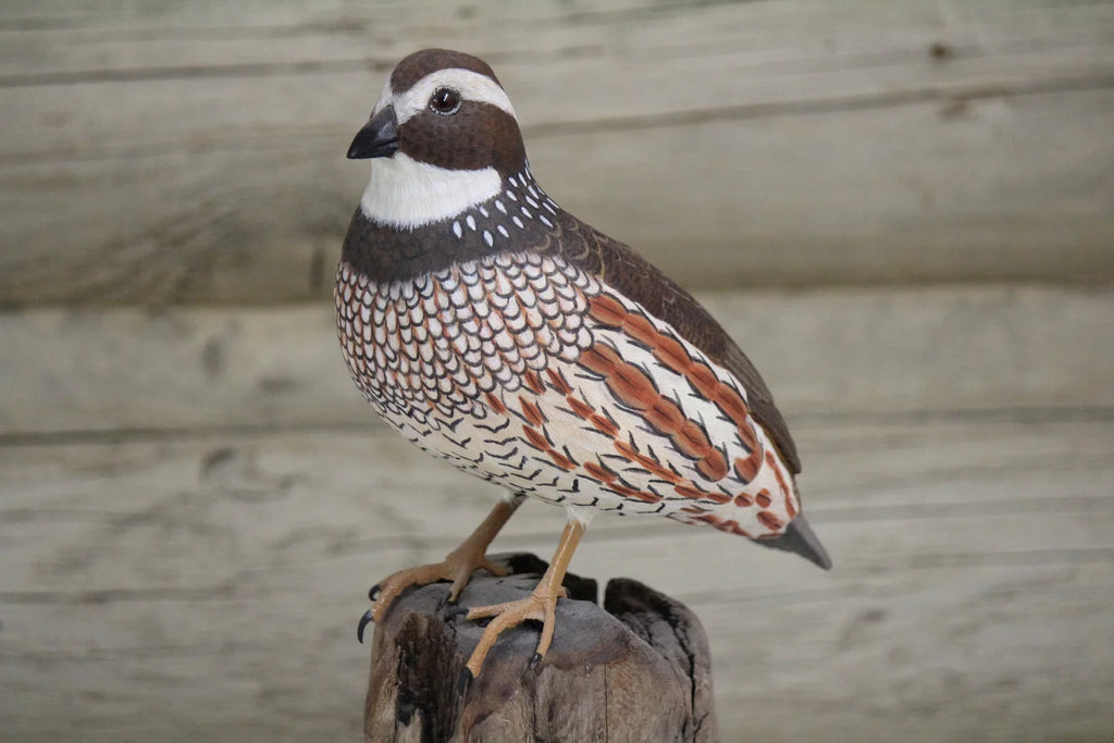 Northern Bobwhite Quail