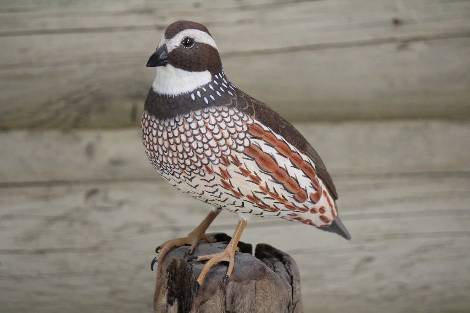 Northern Bobwhite Quail
