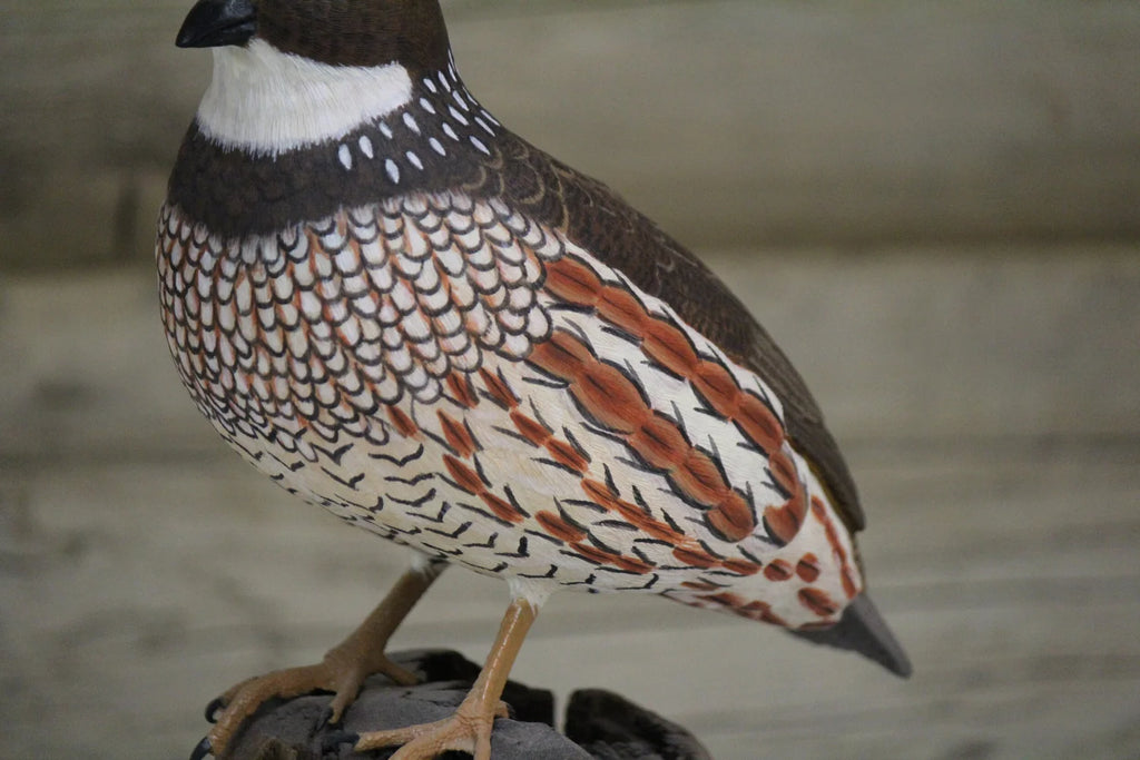Northern Bobwhite Quail