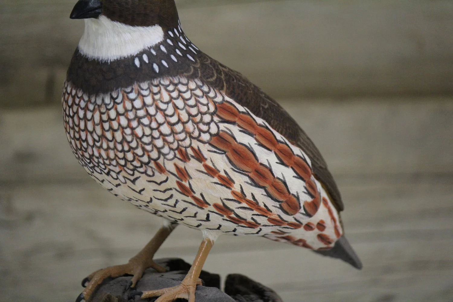 Northern Bobwhite Quail