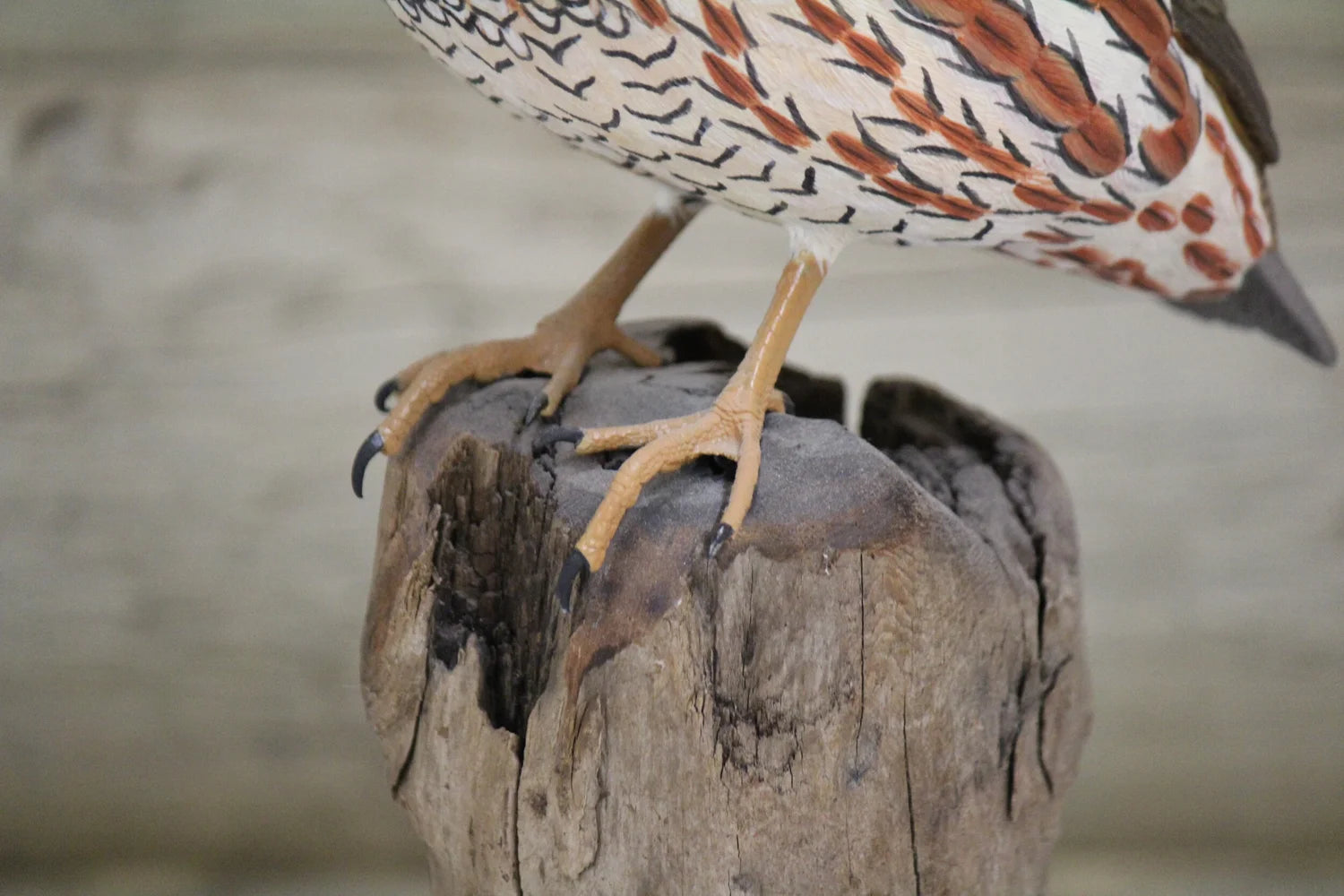 Northern Bobwhite Quail