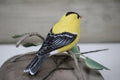 Goldfinch