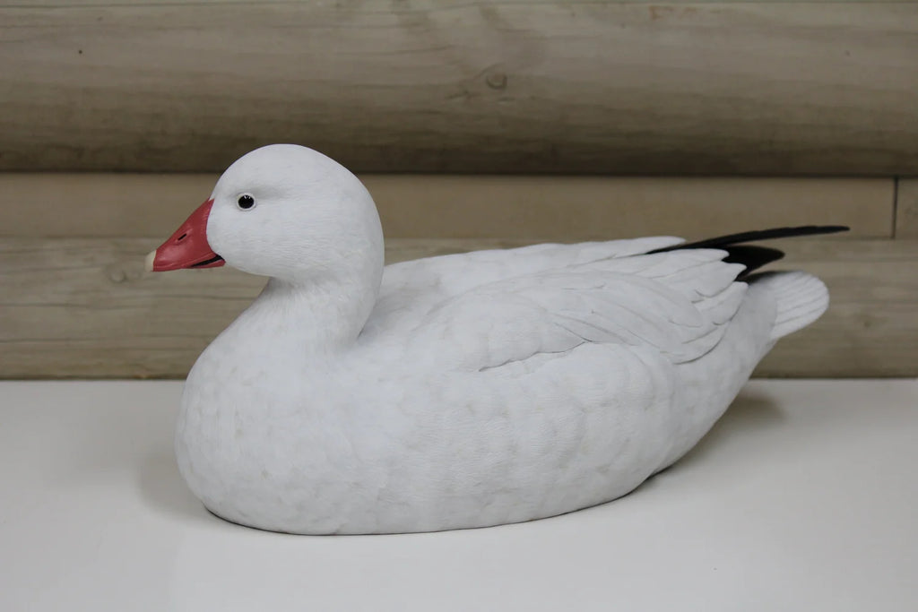 Ross's Goose