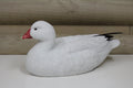 Ross's Goose