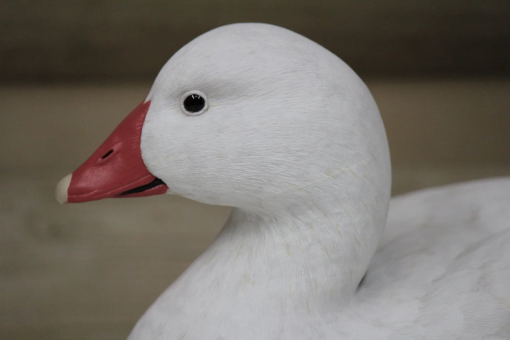 Ross's Goose