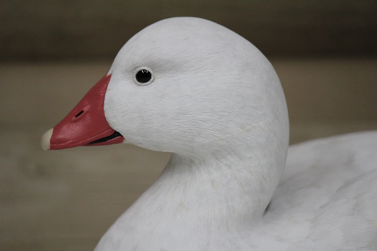 Ross's Goose