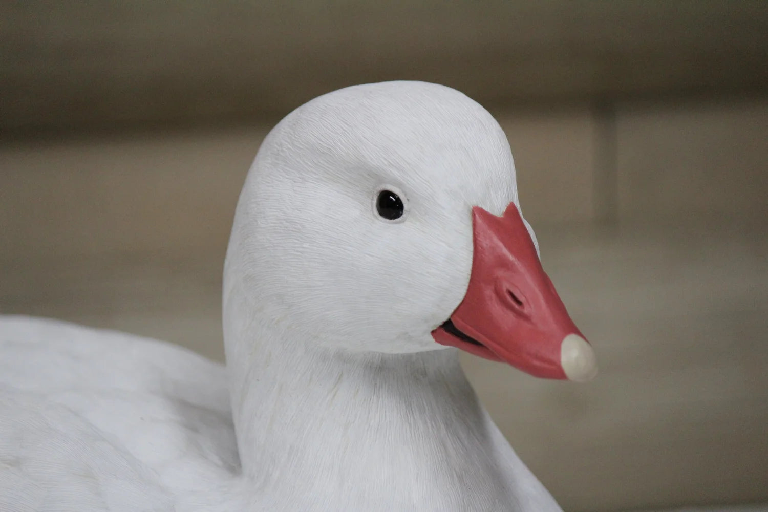 Ross's Goose