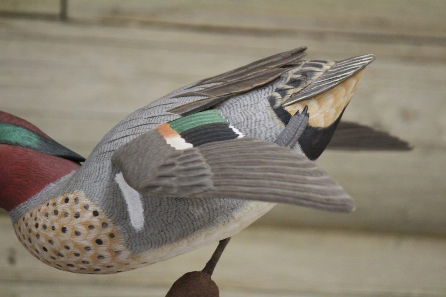 Green-winged Teals