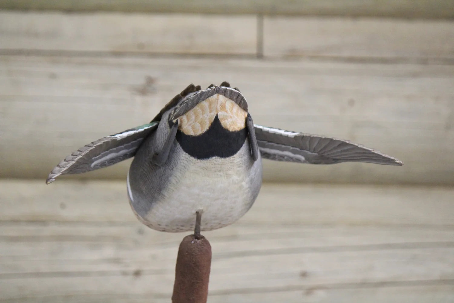 Green-winged Teals