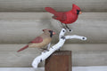 Cardinals