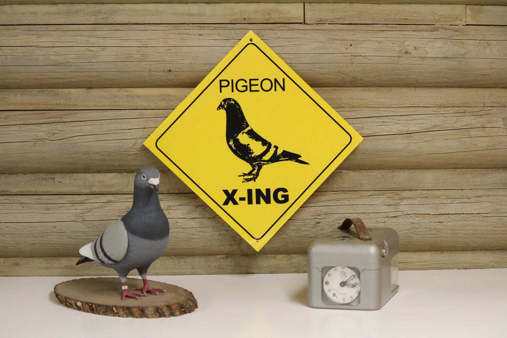 Pigeon