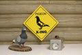 Pigeon