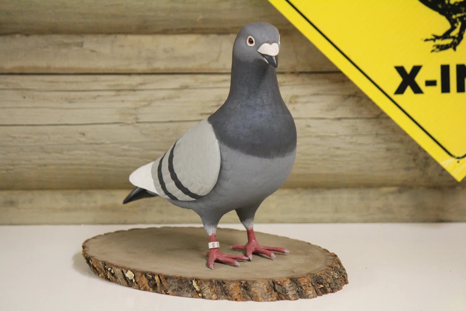 Pigeon