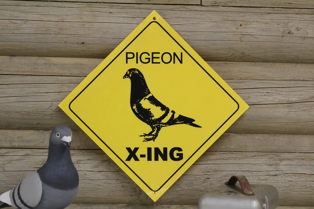 Pigeon
