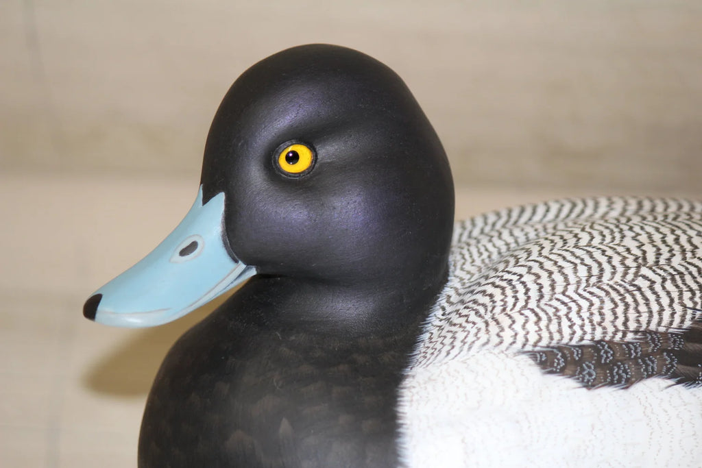 Lesser Scaup