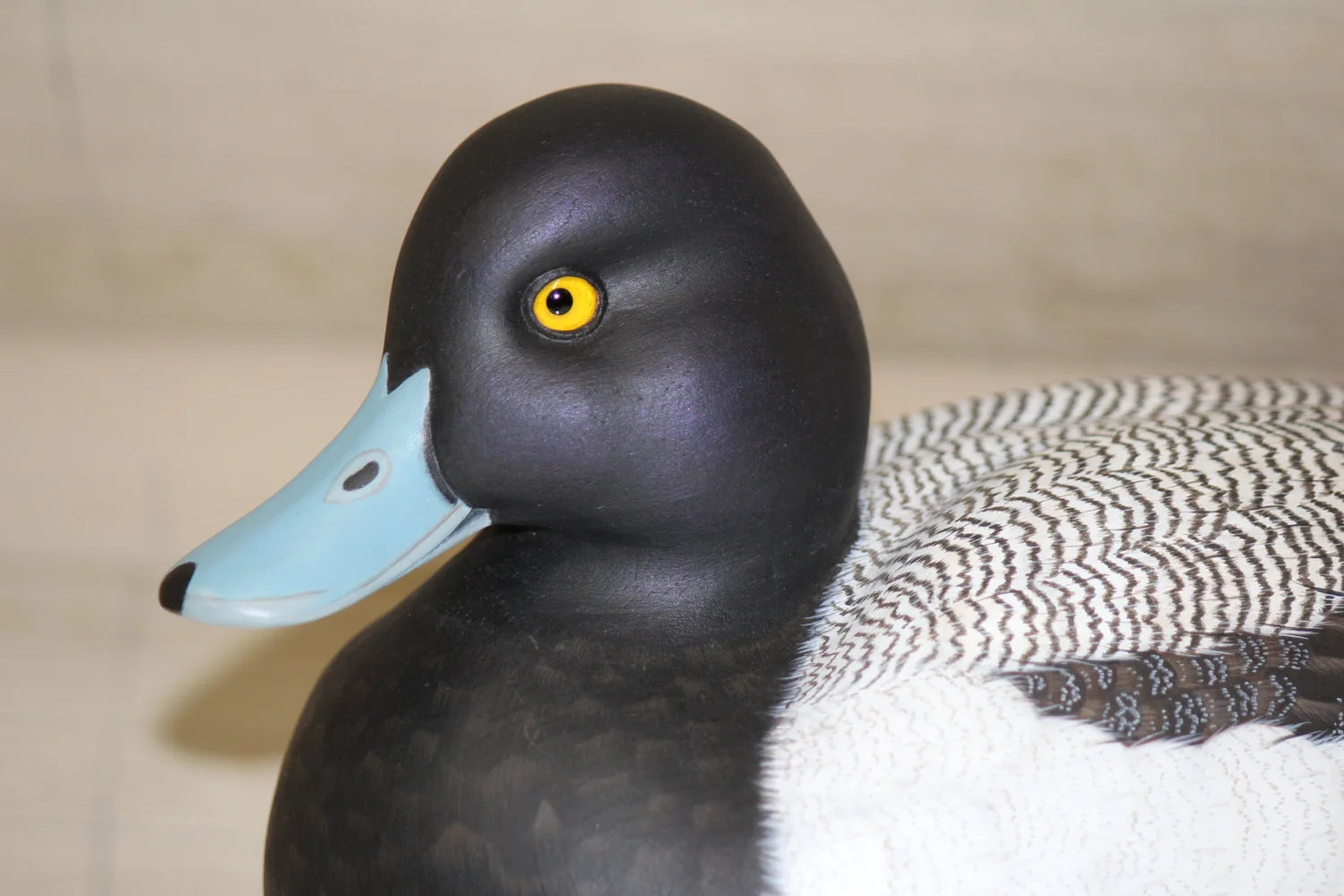 Lesser Scaup