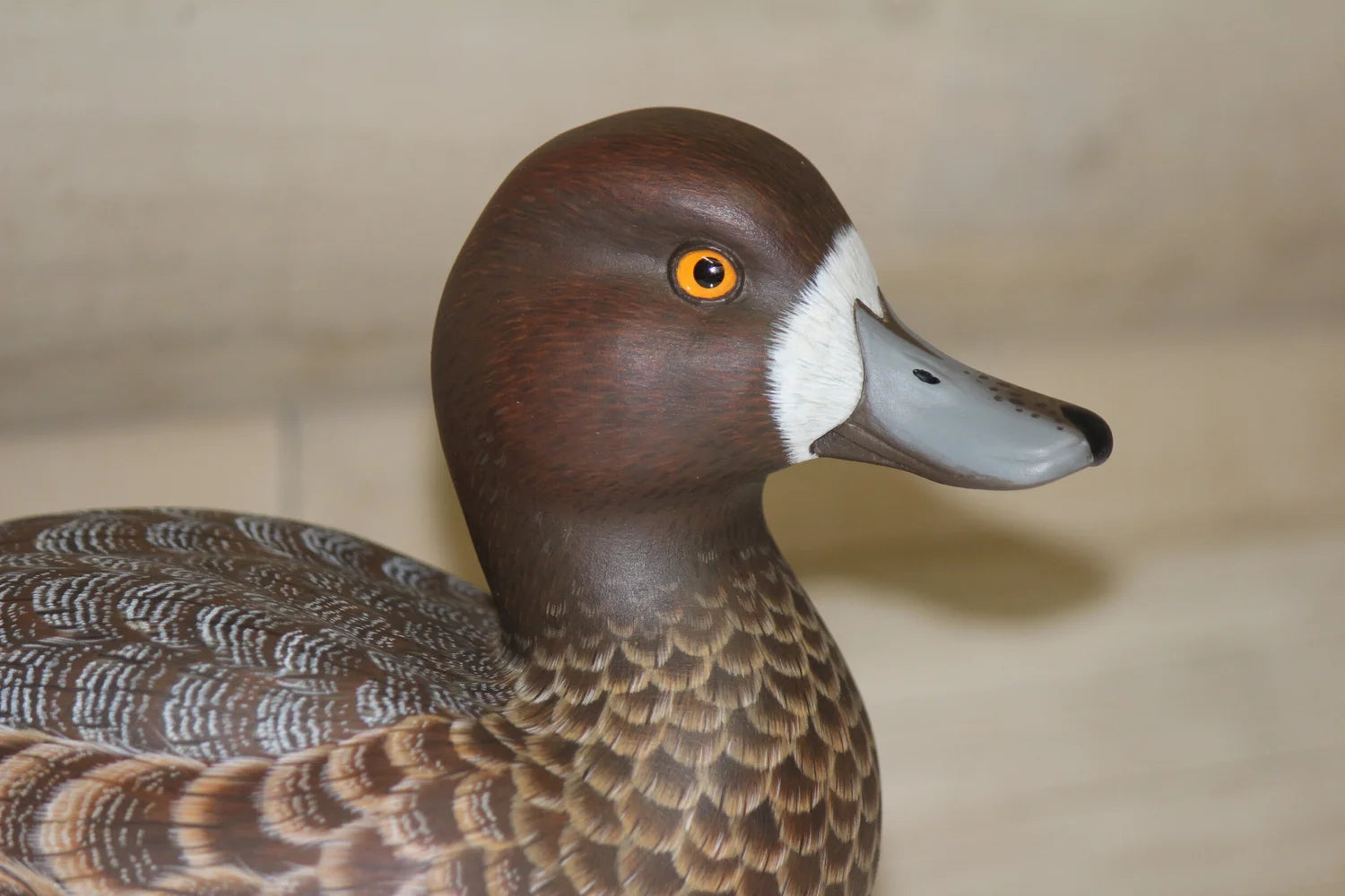 Lesser Scaup