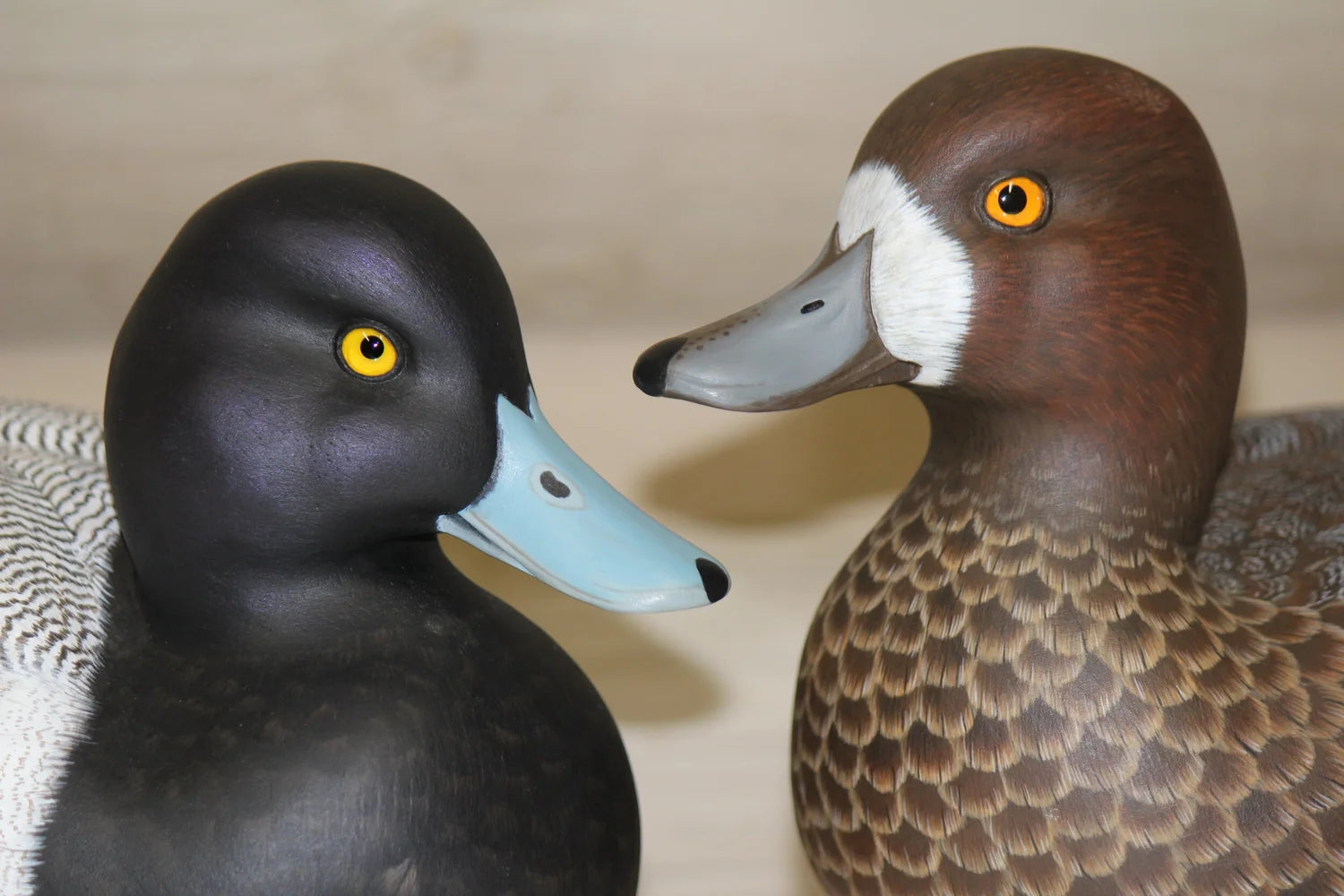 Lesser Scaup
