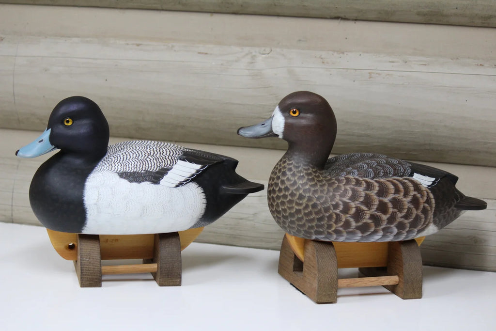 Lesser Scaup